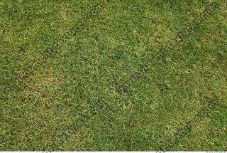 photo texture of grass 0002